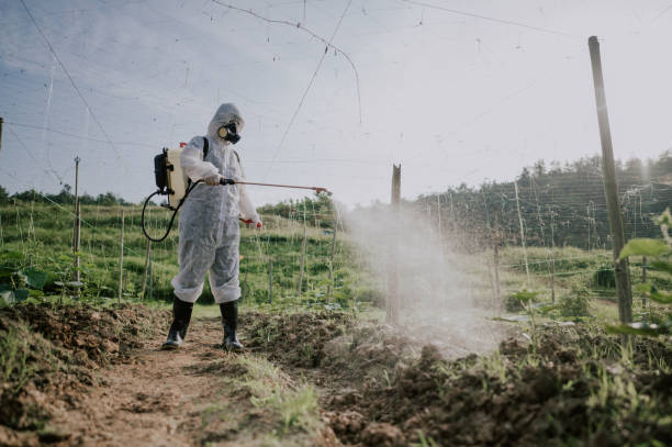 Best Pest Removal Services  in Loretto, TN
