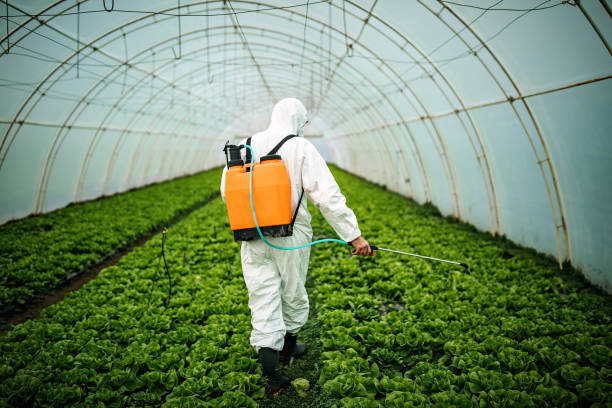 Best Affordable Pest Control Services  in Loretto, TN