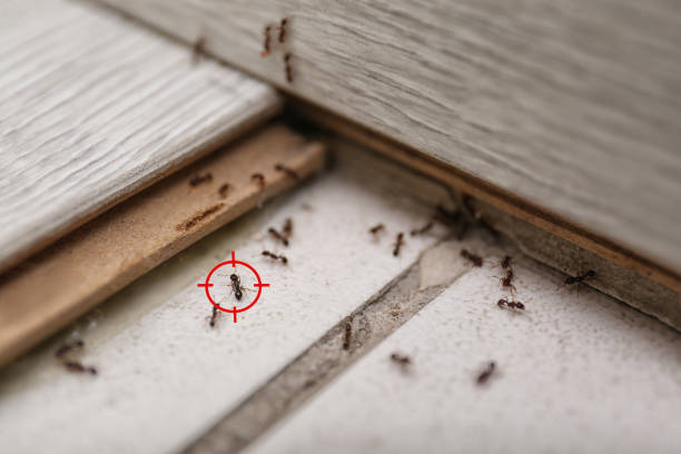 Best Affordable Pest Control Services  in Loretto, TN