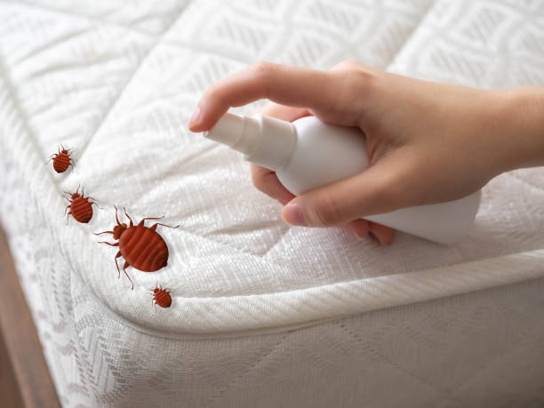 Best Flea Control Services  in Loretto, TN